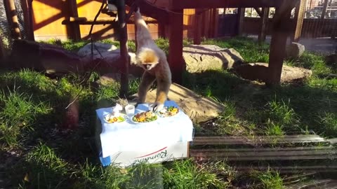 Viral Cute Gibbons Playing & Climbing