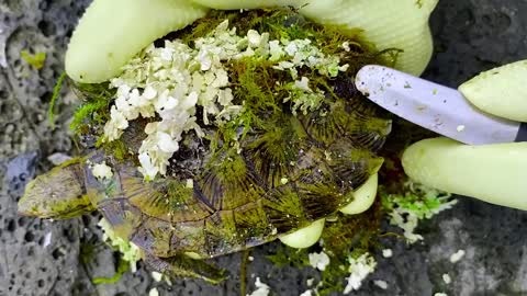 Sea turtle become kings of prey after removing millions of sea creatures and barnacles on shell