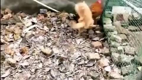 Dog vs Chicken Fight 2(Funny)