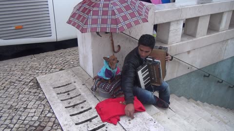 Lisbon Portugal Dog and Busker 2017