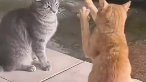 Cats fighting video boxer cat