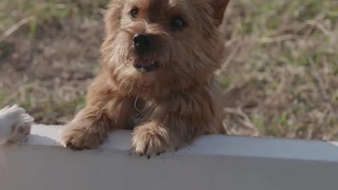 Fluffy dogs are playing #dog #animals