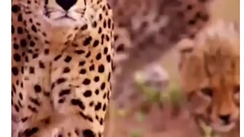 CHEETAH