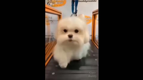 Dog on The Escalator