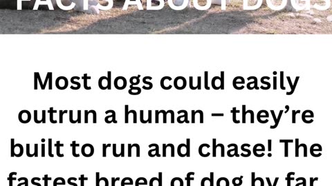 FACTS ABOUT DOGS....4/10