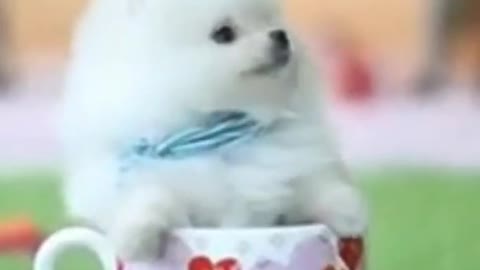 Cute Baby Dog Video Compilation #shorts #babydog