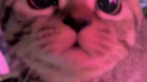 very cute cat viral video