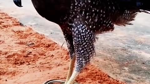 Eagle and snake there having fun together