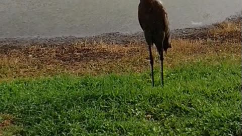 The nature zone: Brids tears in the rain.