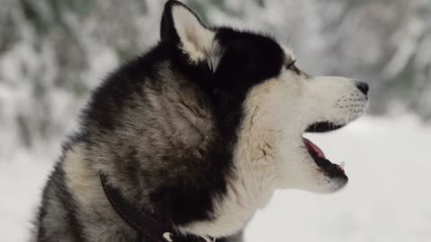 very beautiful and cute dog have a blue eyes