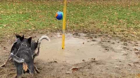 Pepper and Rambo the Heelers Play Tetherball