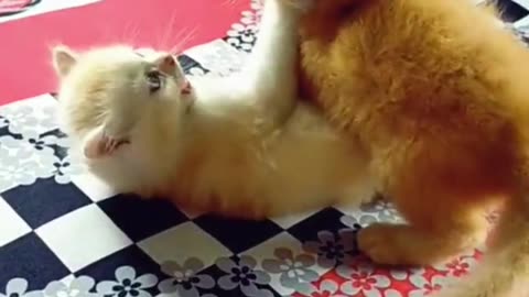 Funny Cat | Cat Fun | Innocent Cat