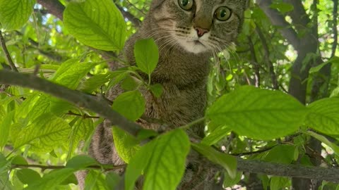 Lily, has to be related to the black footed cat!