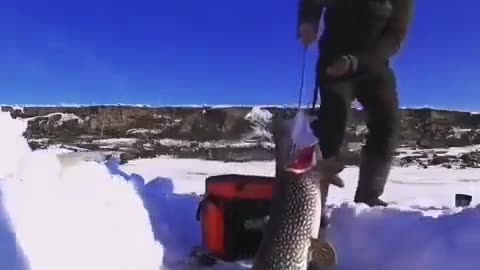 Monster Fish Caught Ice Fishing 😱