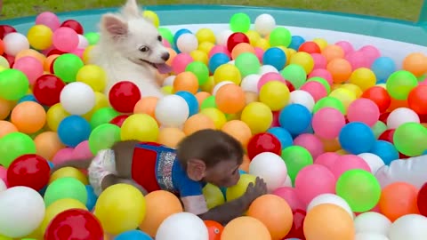 Baby Monkey Chu Chu Plays Rainbow Ball And Surprise Egg With Puppies And Ducklings