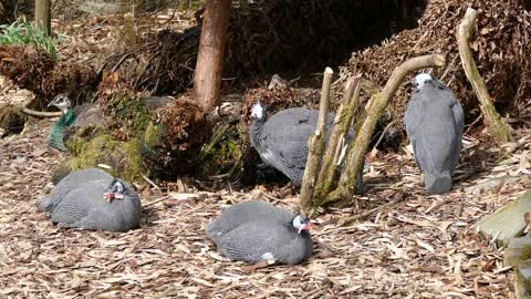 Guinea Fowl Birds Fowl Animal Guinea Hen Feather