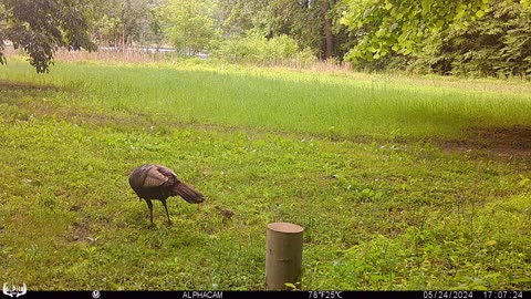 1st Turkey Poults 2024