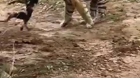 Tiger attacked innocent dog suddenly