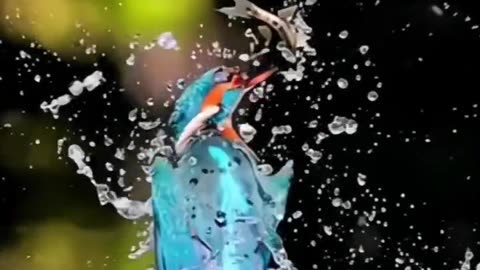 Wonder world of birds, beautiful birds, colourful birds, it is amazing video