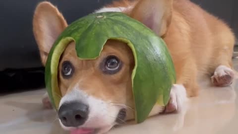 Shinji The Corgi Watermelon Sugar