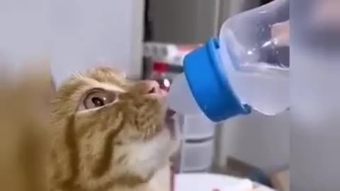 Cute & Funny Cat Videos