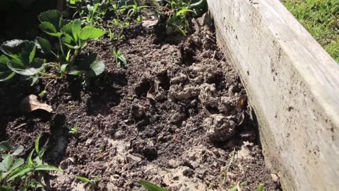 How To Get Rid of Ants In Your Garden (100% Proof It Works!!!!!)