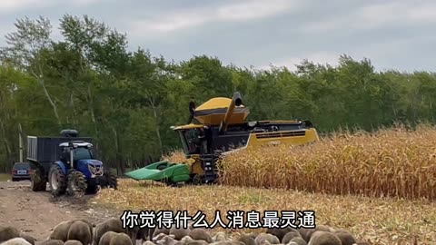 maize harvesting in india