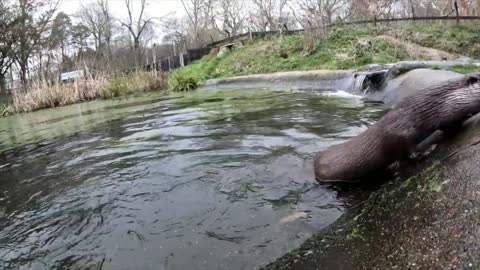 Otters Having a Good Time Swimming and Playing