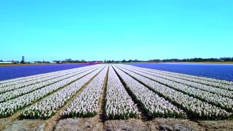 KEUKENHOF 🇳🇱 AMSTERDAM Drone 4K World's largest Tulip Fields 2022