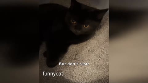 Funny cat