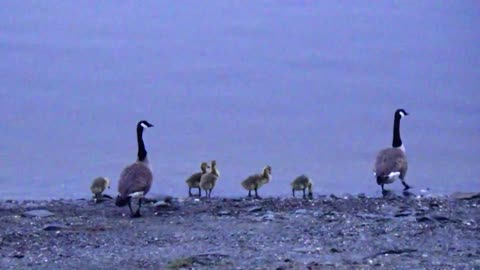 Canada Geese Family