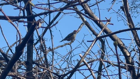 Red Bellied woodpecker at James Gardens