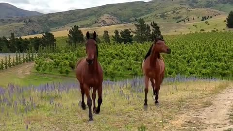 "Horses make a landscape look beautiful."