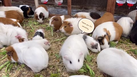 Guinea pigs munching on veggies