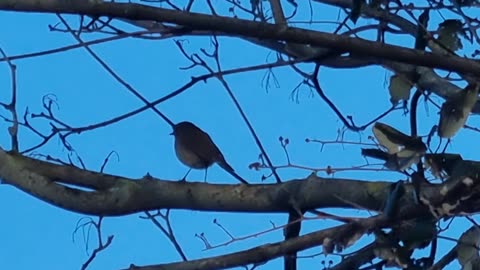 Beautiful Robin Bird On A Tree In North Wales.