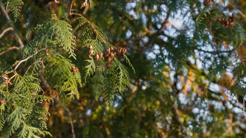 Forest Wonders in 4K - Short Preview of the Nature Relax Video