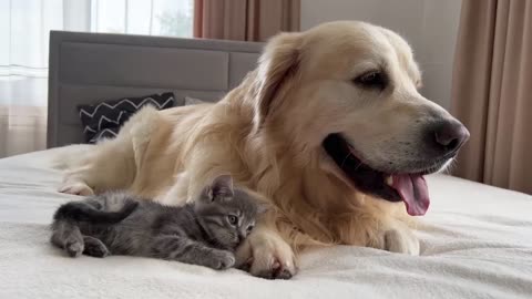 Golden Retriever Meets New Tiny Kitten for the First Time!