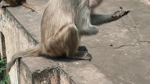 Monkey eating