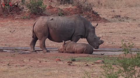 Motherly Love in the Wild_ Rhino Calf Drinking at Kruger National Park