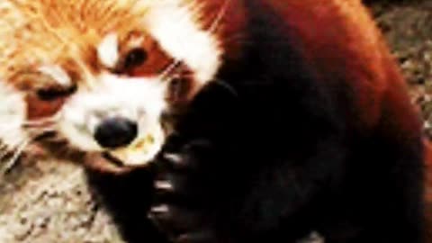 Facts And Information About Red Panda