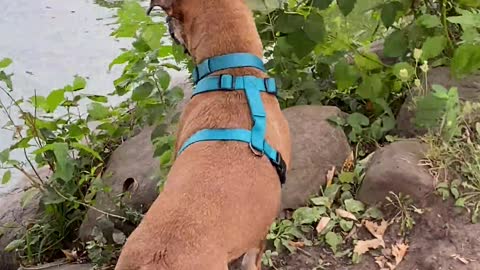 Dog Confuses Floating Stick for Snake