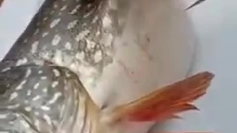 O my god 😱what is this🐠🐋🐟 #fish #us #trainding #viral #rumble #fishvideo #