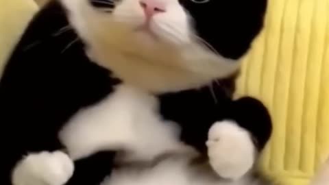 Funny Cats Video