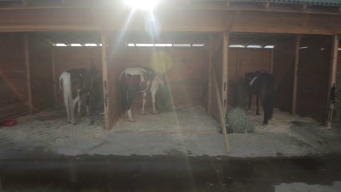 Horse stables with wooden doors and horses