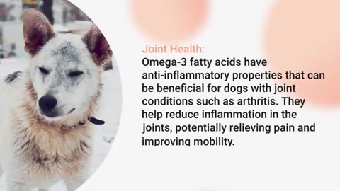 Benefits of Omega-3 Fatty Acids for Dogs