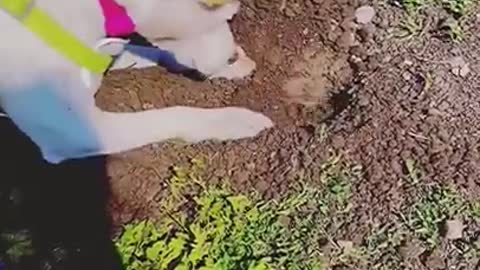 Dog and Gopher playing together