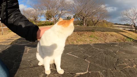 - A brown cat takes a human to a bench and claws him with jeans -