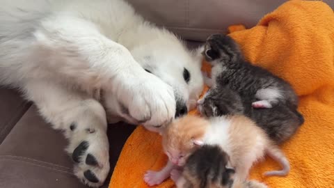 Golden Retriever Puppy Confused by Baby Kittens