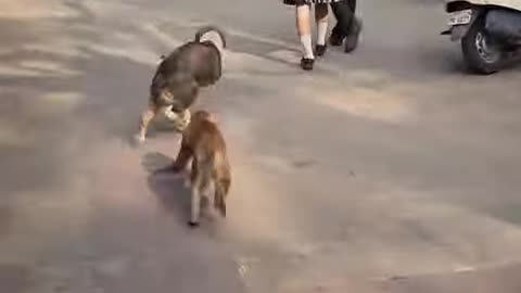 Monkey vs dog fight.