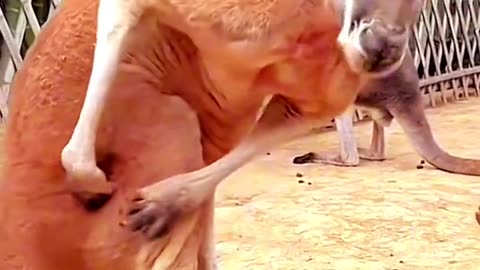 Try not to laugh🤣Funny animals😹‼